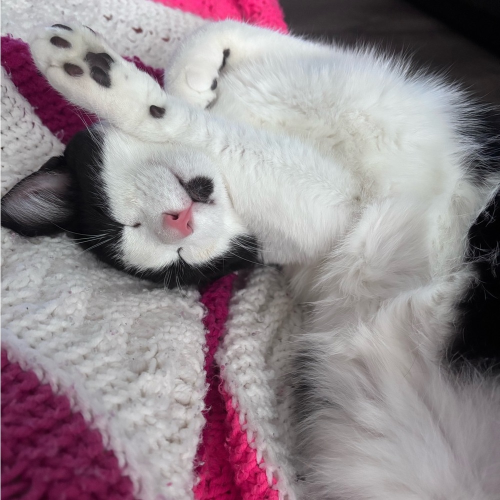 Meet your Posher, Tia